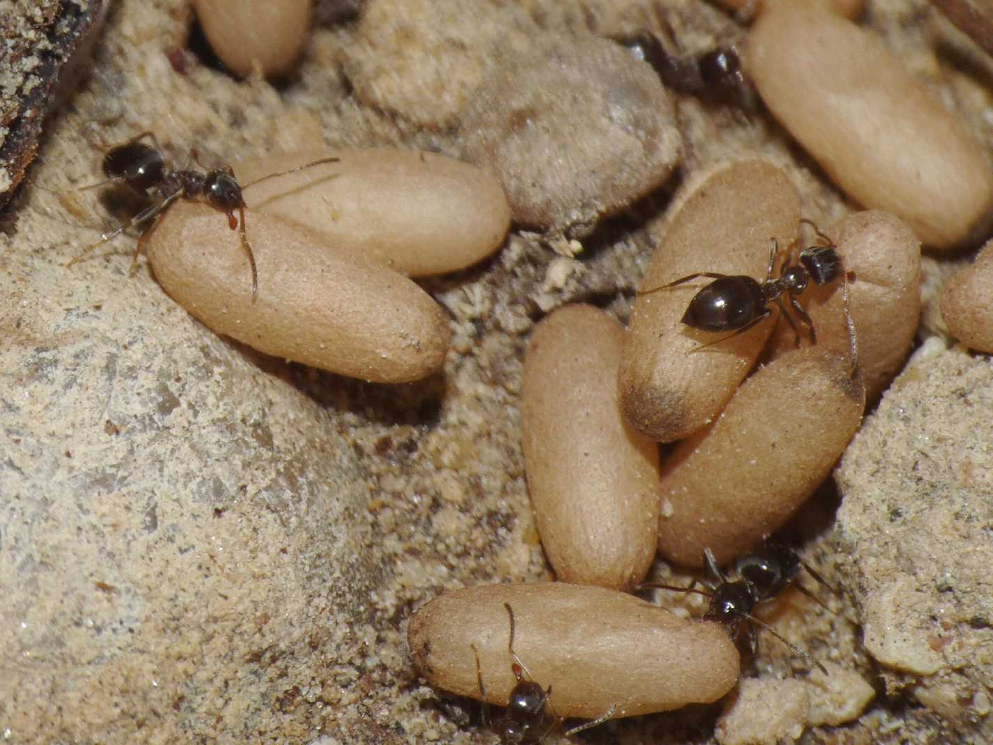 Bozzoli di sessuati di formiche Lasius sp.